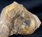 Ectillaenus giganteus (BURMEISTER 1843) - Bild &copy; FossNet FossilienStore